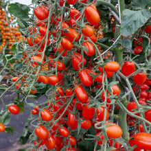 Učitajte sliku u pregledač Galerija, Mandat F1