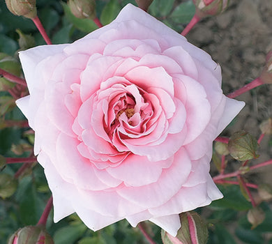 Ruža stablašica *47 DIADEM-roza
