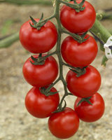 Učitajte sliku u pregledač Galerija, Messina F1