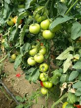 Učitajte sliku u pregledač Galerija, Vermoni F1