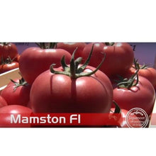 Učitajte sliku u pregledač Galerija, Mamston F1
