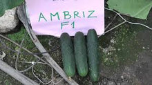 Učitajte sliku u pregledač Galerija, Ambriz F1