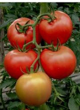 Učitajte sliku u pregledač Galerija, Salisidro F1