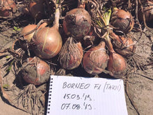 Učitajte sliku u pregledač Galerija, Borneo F1 250.000s