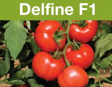 Učitajte sliku u pregledač Galerija, Delfine F1