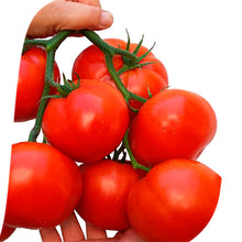 Učitajte sliku u pregledač Galerija, Martez F1