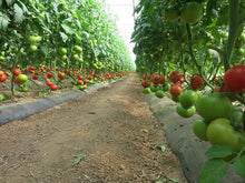 Učitajte sliku u pregledač Galerija, Sedmica F1