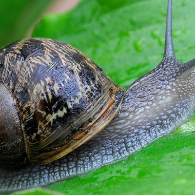Limacidi