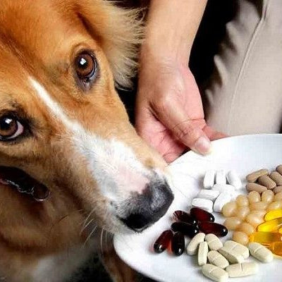 Vitaminski dodaci za kućne ljubimce