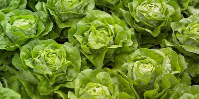 Seme - Salata F1
