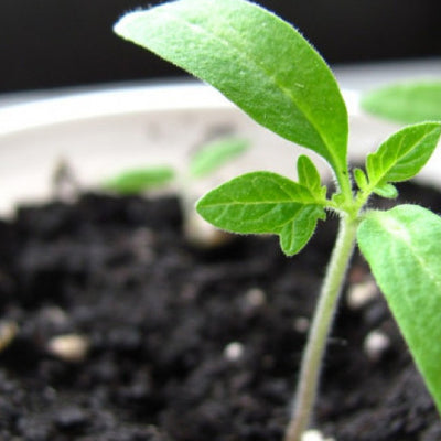 Biostimulatori i regulatori rasta