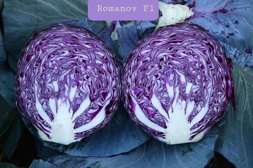 Romanov F1
