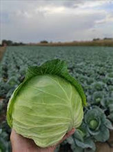 Učitajte sliku u pregledač Galerija, Potomak F1