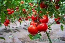 Učitajte sliku u pregledač Galerija, Badalona F1