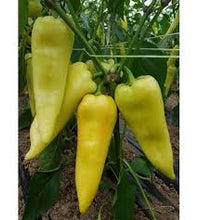 Učitajte sliku u pregledač Galerija, Ordesa (PWC1500) F1