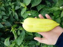 Učitajte sliku u pregledač Galerija, Ordesa (PWC1500) F1