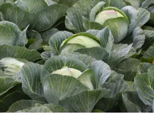 Kilaherb F1