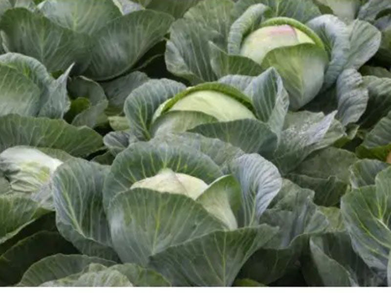 Kilaherb F1