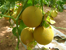 Učitajte sliku u pregledač Galerija, Honeygal F1