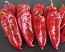 Učitajte sliku u pregledač Galerija, KG 2025 F1