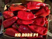 Učitajte sliku u pregledač Galerija, KG 2025 F1