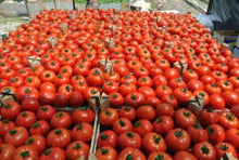 Učitajte sliku u pregledač Galerija, Arianna F1