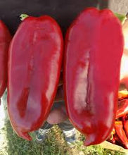 Učitajte sliku u pregledač Galerija, KG 2025 F1