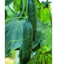 Učitajte sliku u pregledač Galerija, Cobal F1