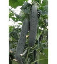 Učitajte sliku u pregledač Galerija, Cobal F1