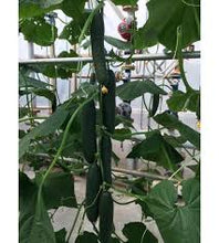 Učitajte sliku u pregledač Galerija, Meriland (Mariland)