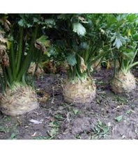 Učitajte sliku u pregledač Galerija, Asterix