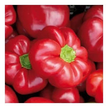 Učitajte sliku u pregledač Galerija, Bihar F1