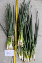 Translation missing: sr.sections.featured_product.gallery_thumbnail_alt