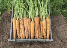 Učitajte sliku u pregledač Galerija, Joba F1