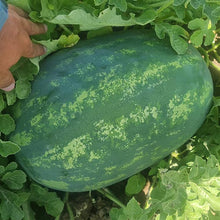 Učitajte sliku u pregledač Galerija, Naisy F1