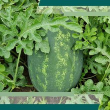 Učitajte sliku u pregledač Galerija, Naisy F1