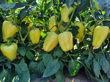 Učitajte sliku u pregledač Galerija, Tara F1