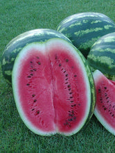 Učitajte sliku u pregledač Galerija, Crimson Sweet (agroTIP)