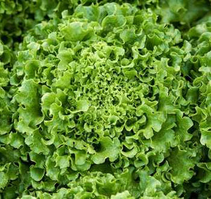 Salata Mignone 5000 s