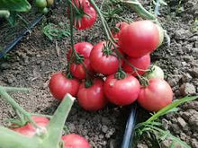 Učitajte sliku u pregledač Galerija, Cassarosa F1