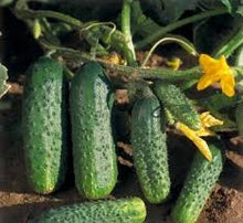 Učitajte sliku u pregledač Galerija, 182-327 F1