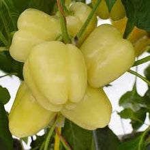 Učitajte sliku u pregledač Galerija, Ardus F1