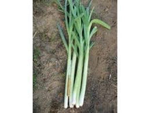 Učitajte sliku u pregledač Galerija, Golem