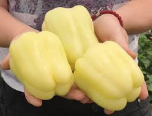 Učitajte sliku u pregledač Galerija, KG 2032 F1