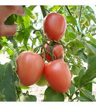 Učitajte sliku u pregledač Galerija, Manusa roze F1