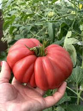 Učitajte sliku u pregledač Galerija, Mamipink F1