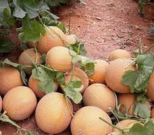 Učitajte sliku u pregledač Galerija, Honeygal F1