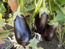 Učitajte sliku u pregledač Galerija, Gortina F1