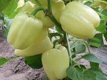 Učitajte sliku u pregledač Galerija, Ardus F1