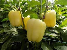 Učitajte sliku u pregledač Galerija, KG 2032 F1